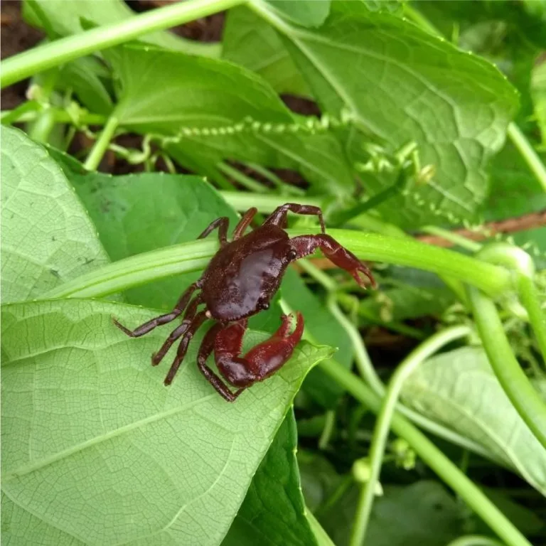 FotografíasCafeCangrejo2050_2