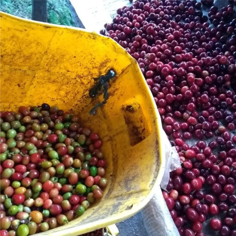 FotografíasCafeCangrejo2050_4